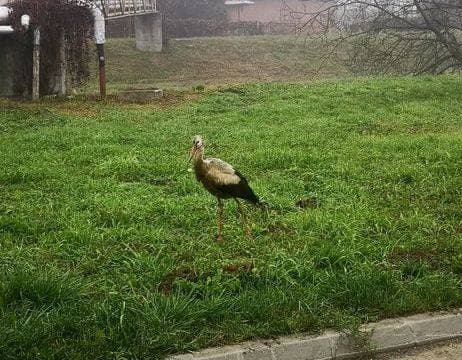 Slika