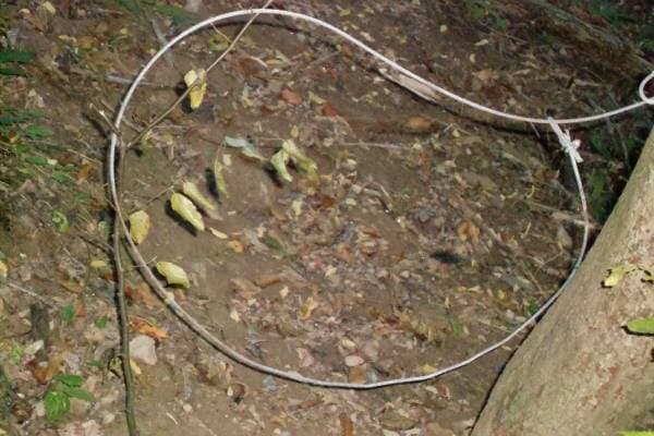 Slika