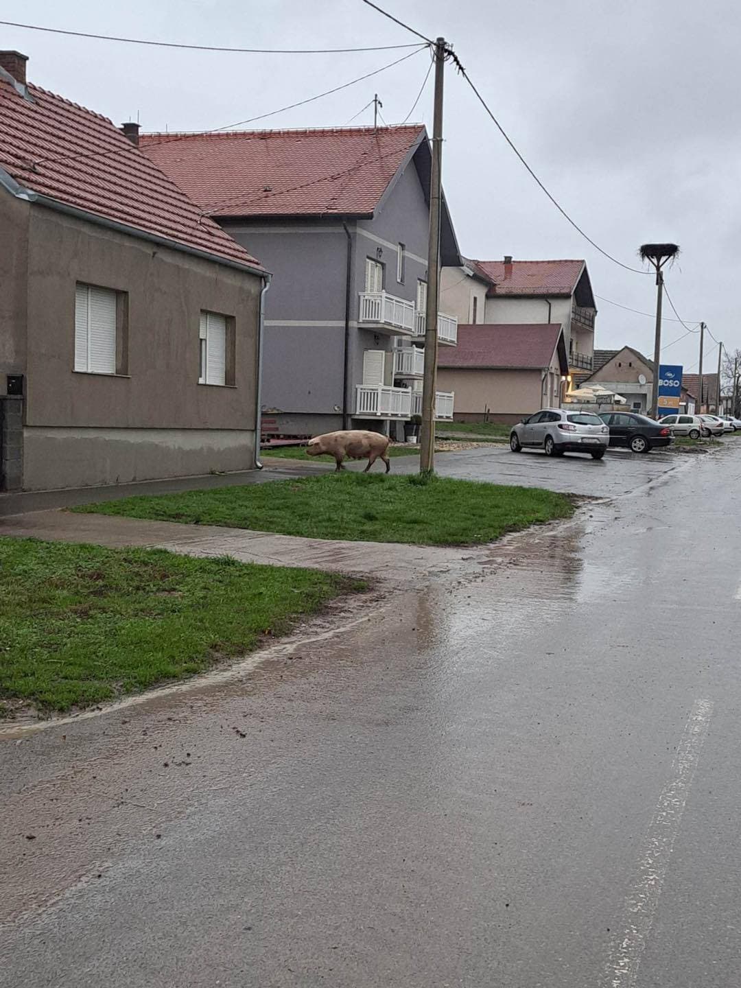 Slika