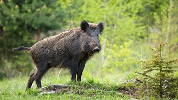 Dodijeljeno 143 tisuće eura za sprječavanje štete od divljači