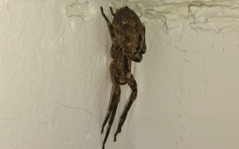 Pauk se uvukao u kuću. Zvali azil za životinje da ga uklone