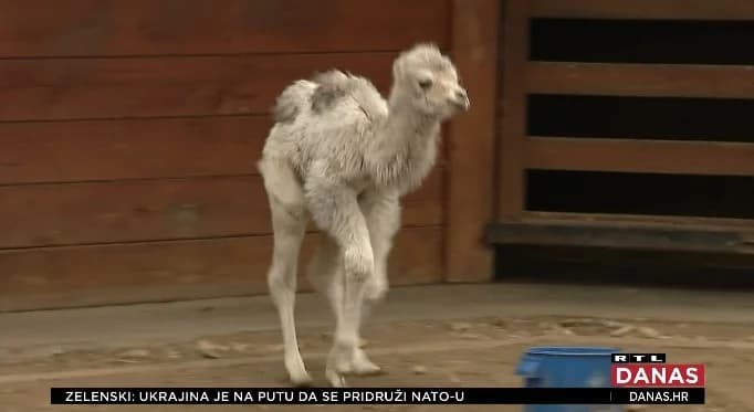 Slika