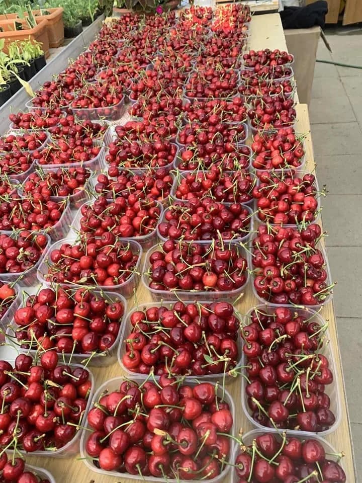 POLJOPRIVREDNO-PREHRAMBENA ŠKOLA:  Trešnje možete kupiti kraj plastenika