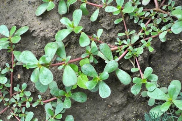 Mnogi misle da je ovo korov, a ustvari je jako ljekovita biljka