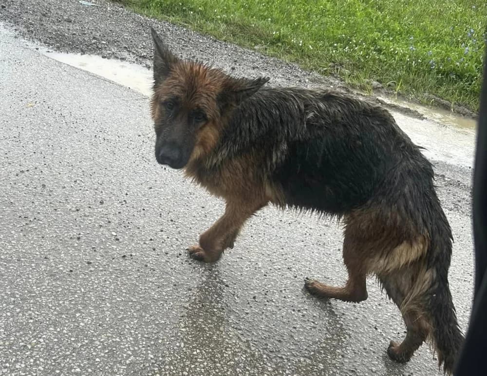 SAMA NA KIŠI: Pored Velike Gorice pronađen pas s čipom tvrtke za razminiranje iz Požege