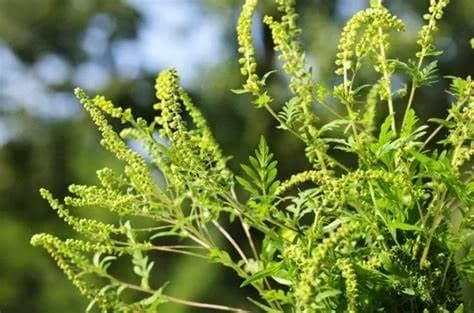 ALERGIČARI U PROBELMIMA: Sezona ambrozije ove godine krenula ranije, alergičarima slijedi pravi pakao...