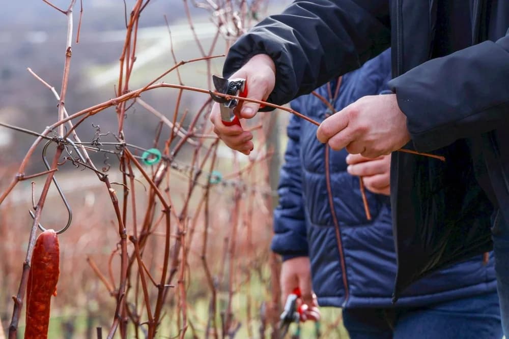 Proslava Vincelova u nastavno-istraživačkoj bazi u Podgorju