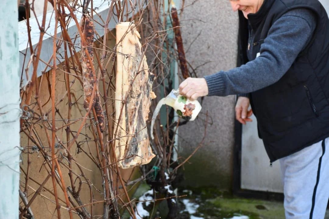 Vincelovo kod obitelji Krsnik u Kutjevu