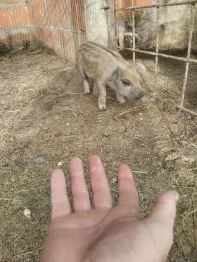 Na imanju mladog Antonija iz Golo Brda pravo je malo životinjsko carstvo: ’Sve se stigne kad ima volje!’