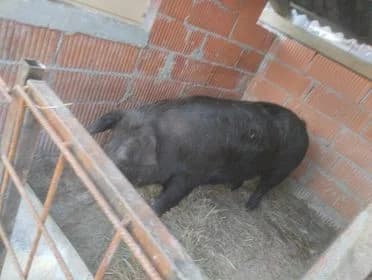 Na imanju mladog Antonija iz Golo Brda pravo je malo životinjsko carstvo: ’Sve se stigne kad ima volje!’