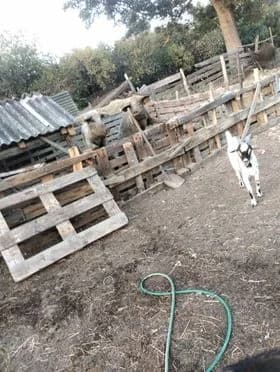 Na imanju mladog Antonija iz Golo Brda pravo je malo životinjsko carstvo: ’Sve se stigne kad ima volje!’