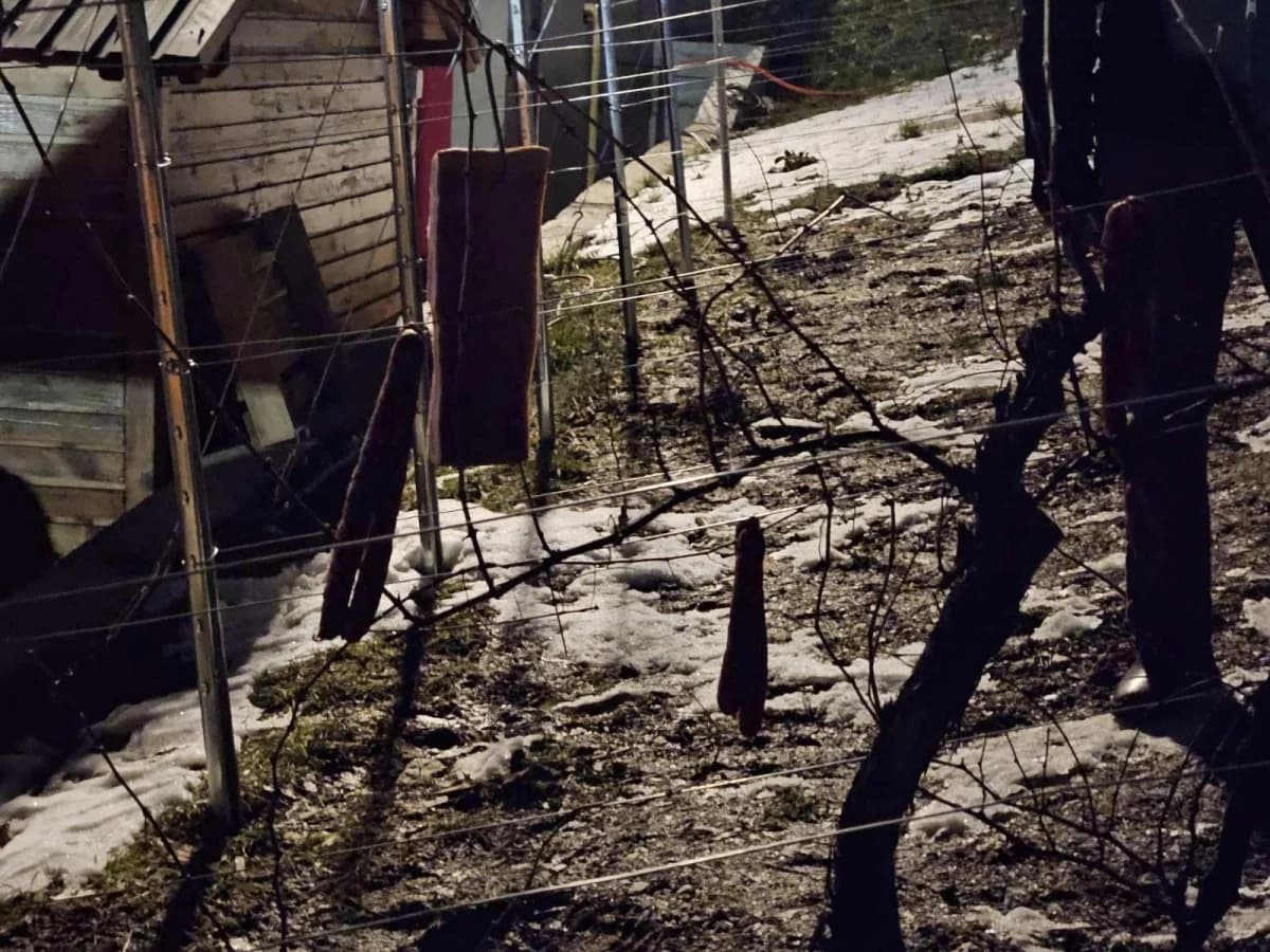Održano 31. Vinkovo u Velikoj
