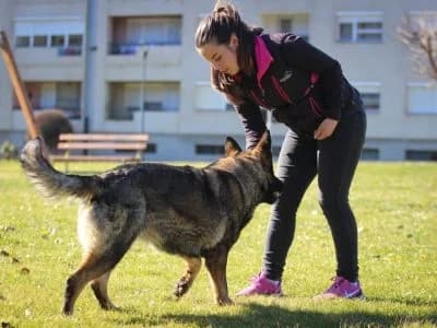Priča o Sandri Križanović iz Kutjeva: Dresura pasa s ljubavlju i stručnošću