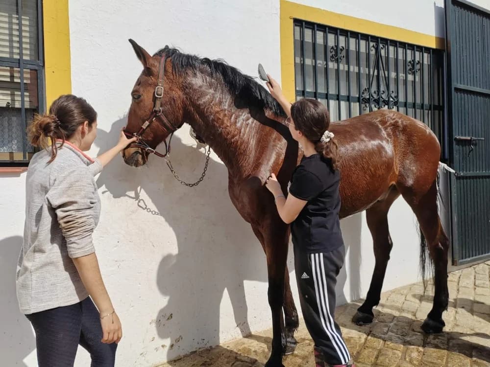 Požeški srednjoškolci obavljaju praksu u Sevilli na farmi konja