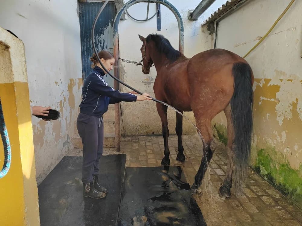 Požeški srednjoškolci obavljaju praksu u Sevilli na farmi konja
