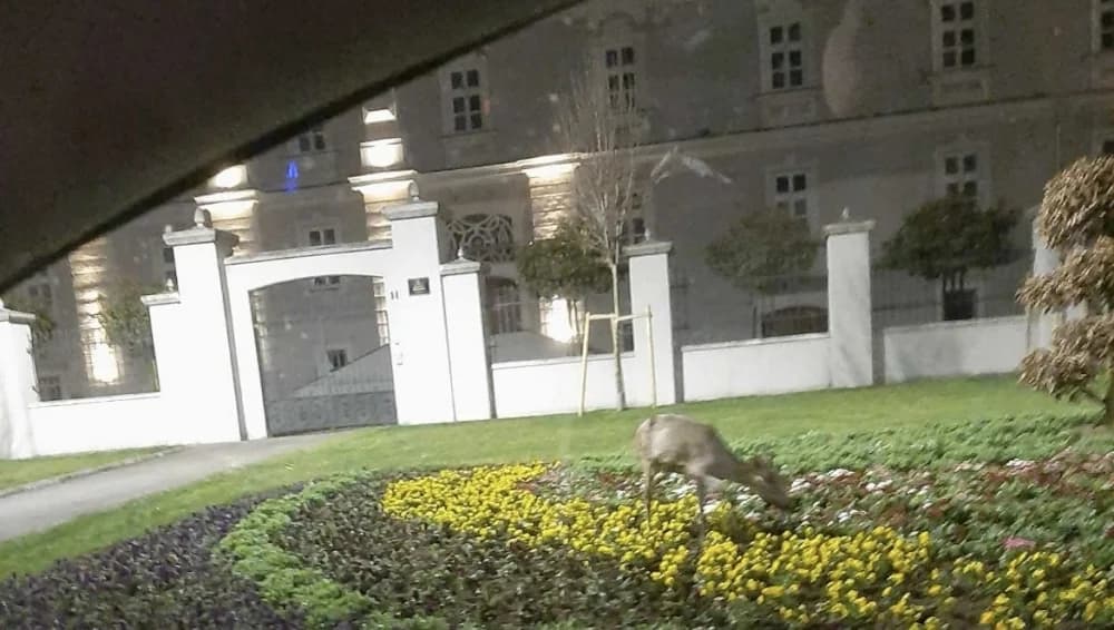 Srna se u 5 ujutro zaigrala cvijećem ispred Požeške biskupije