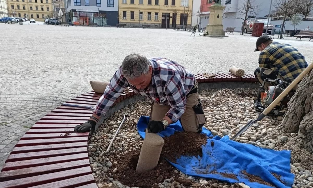 Spašavanje stoljetne Malolisne lipe i revitalizacija Ginka