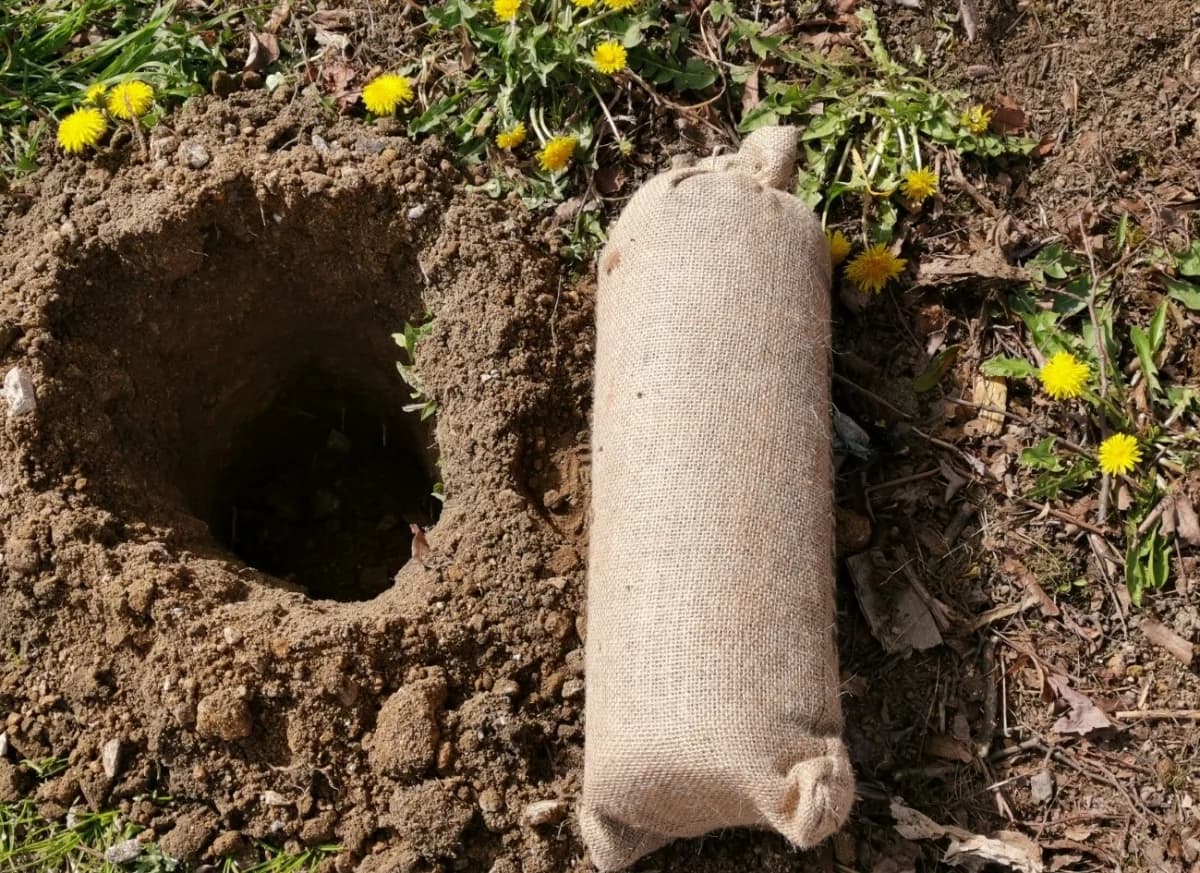 Spašavanje stoljetne Malolisne lipe i revitalizacija Ginka