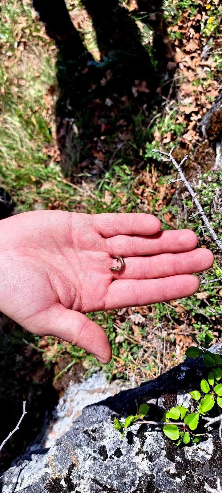FOTO: Terenska vježba 6. Opće planinarske škole u HPD Gojzerica Požega 