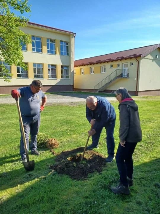 Učenici kutjevačke škole iz 1961. zasadili tise u školskom dvorištu