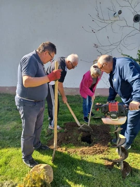 Učenici kutjevačke škole iz 1961. zasadili tise u školskom dvorištu