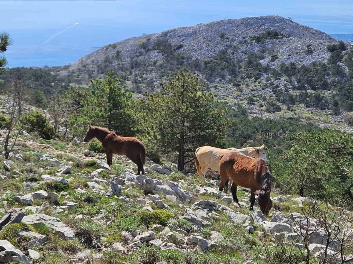 Izlet planinara HPD „Sokolovac“ Požega ʺSv. Ilija na Pelješcu i sv. Ilija kod Gradcaʺ