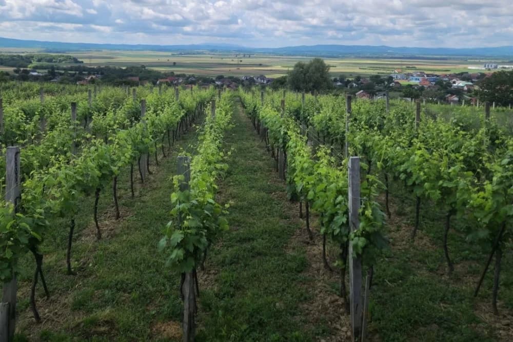 Oaza mira: Život i rad Ferde Pavkovića među vinovom lozom
