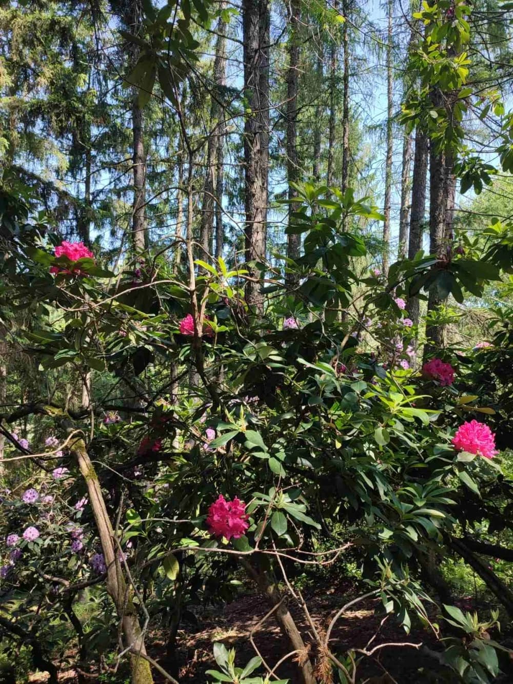 FOTO: Izlet na Rupnicu i Arboretum Lisičine članova HPD ’Sokolovac’ Požega