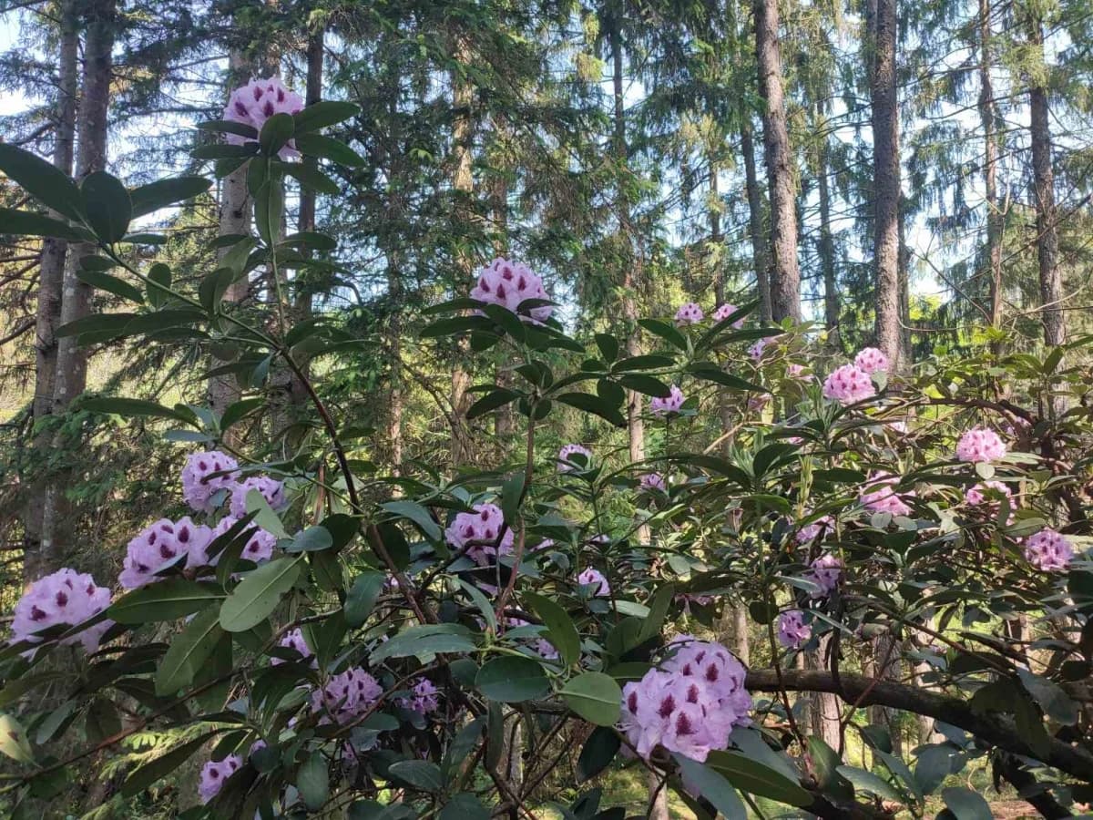 FOTO: Izlet na Rupnicu i Arboretum Lisičine članova HPD ’Sokolovac’ Požega