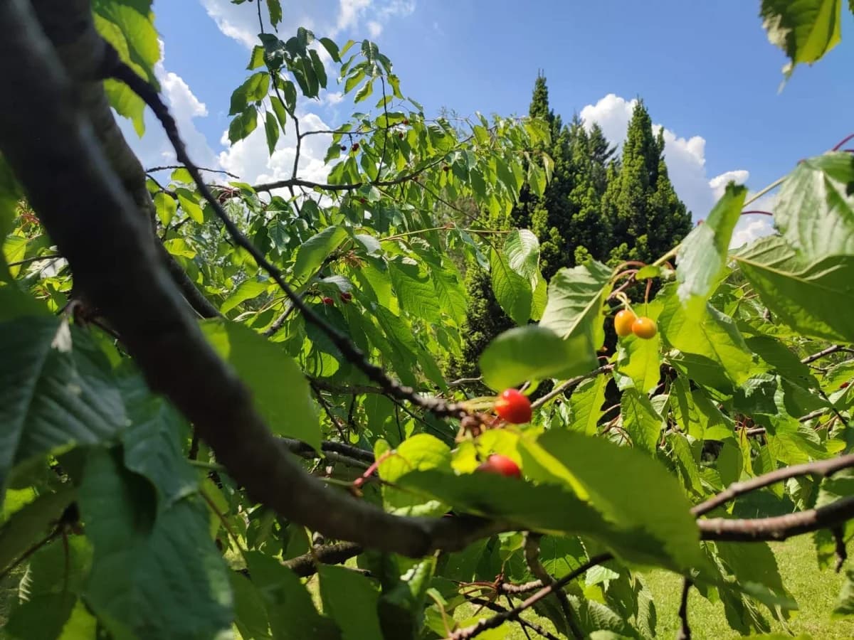 FOTO: Izlet na Rupnicu i Arboretum Lisičine članova HPD ’Sokolovac’ Požega