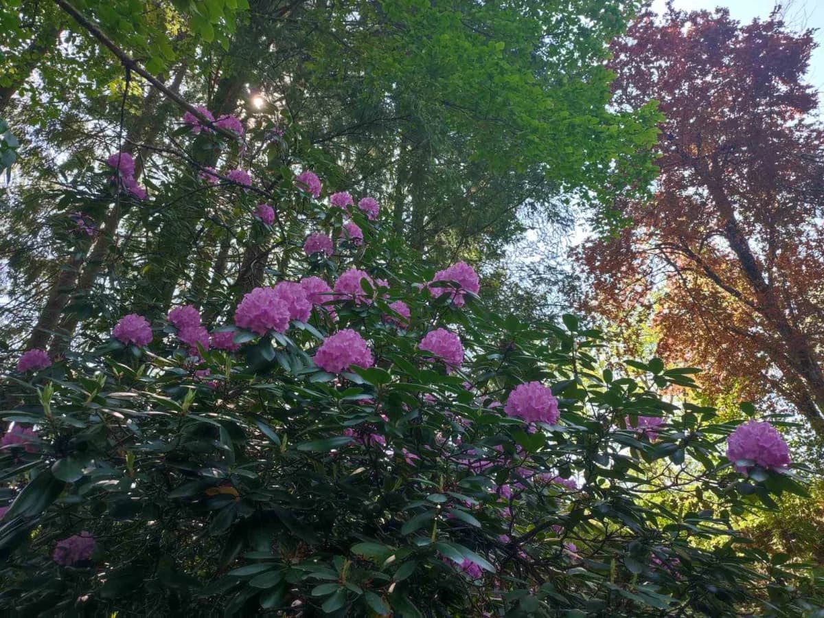 FOTO: Izlet na Rupnicu i Arboretum Lisičine članova HPD ’Sokolovac’ Požega