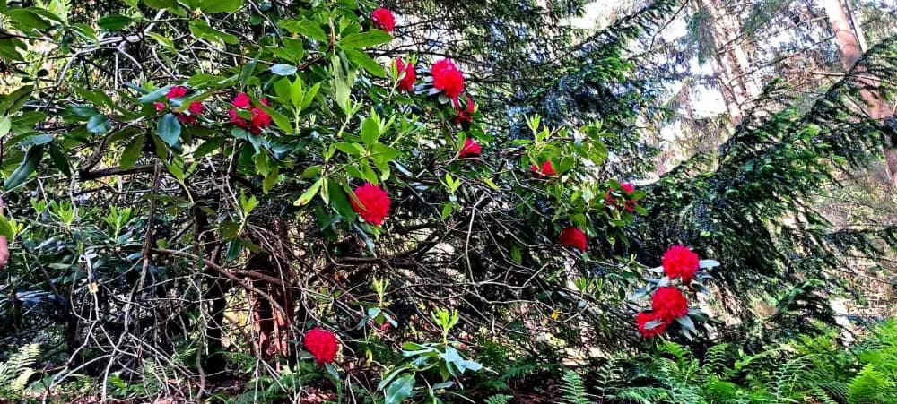FOTO: Planinari HPD Gojzerice na izletu u arboretum Lisičine 