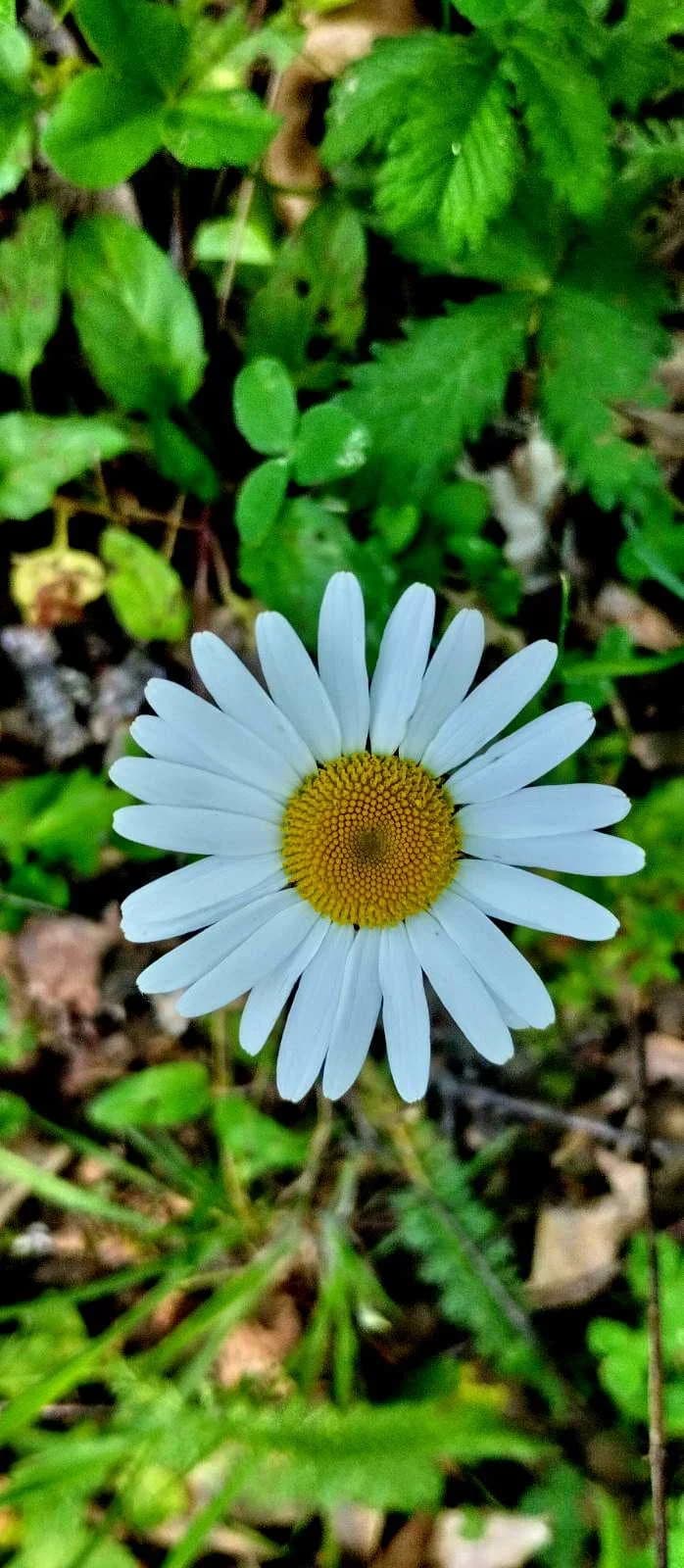 FOTO: Planinari HPD Gojzerice na izletu u arboretum Lisičine 