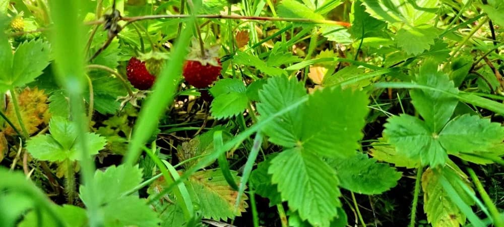 FOTO: Planinari HPD Gojzerice na izletu u arboretum Lisičine 