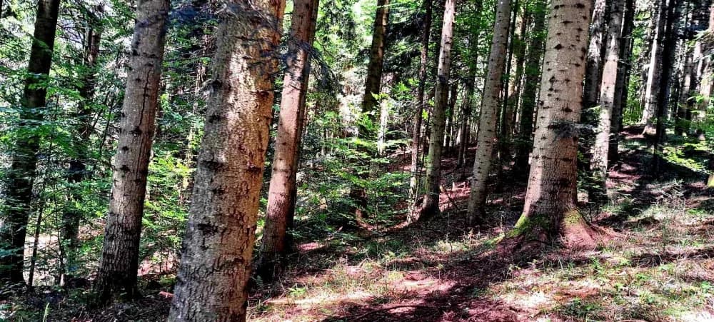 FOTO: Planinari HPD Gojzerice na izletu u arboretum Lisičine 