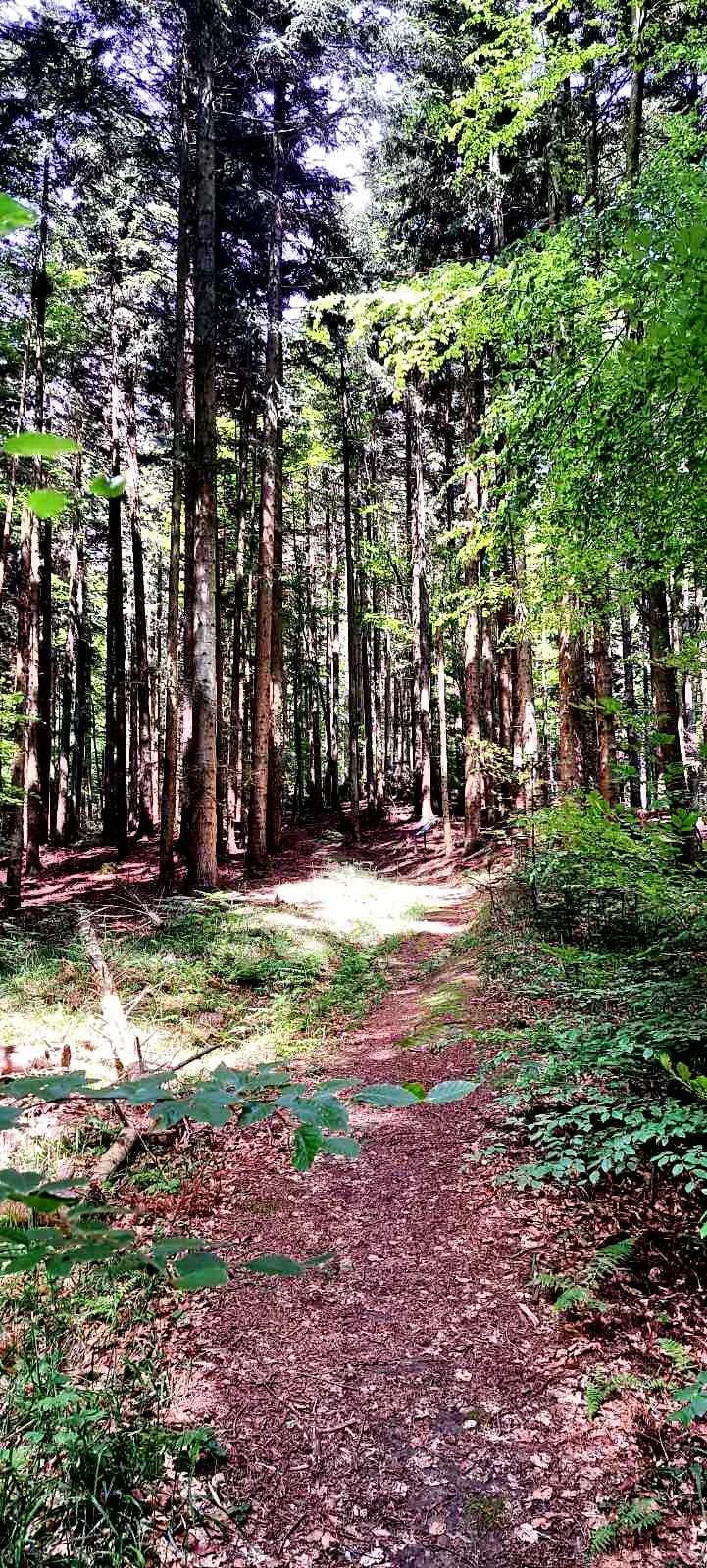 FOTO: Planinari HPD Gojzerice na izletu u arboretum Lisičine 