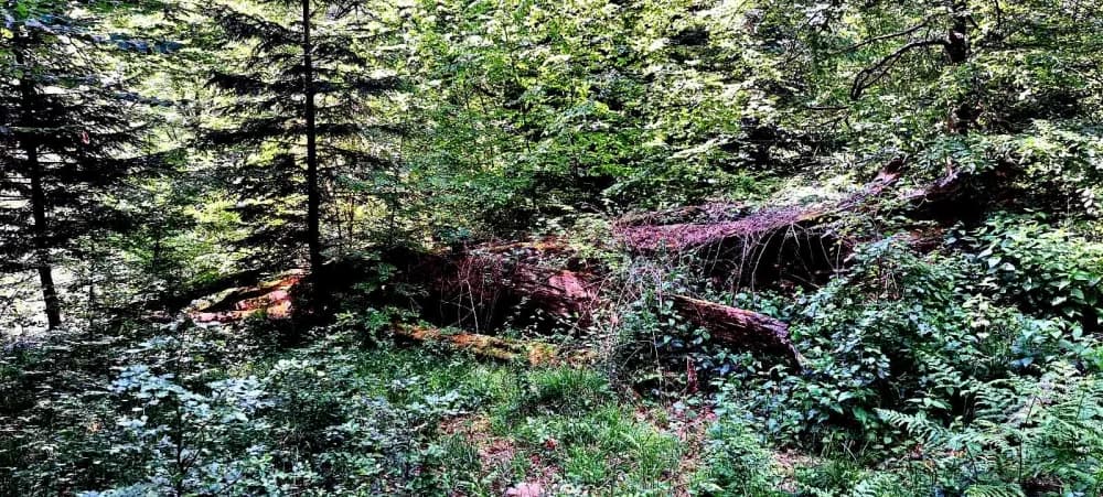 FOTO: Planinari HPD Gojzerice na izletu u arboretum Lisičine 