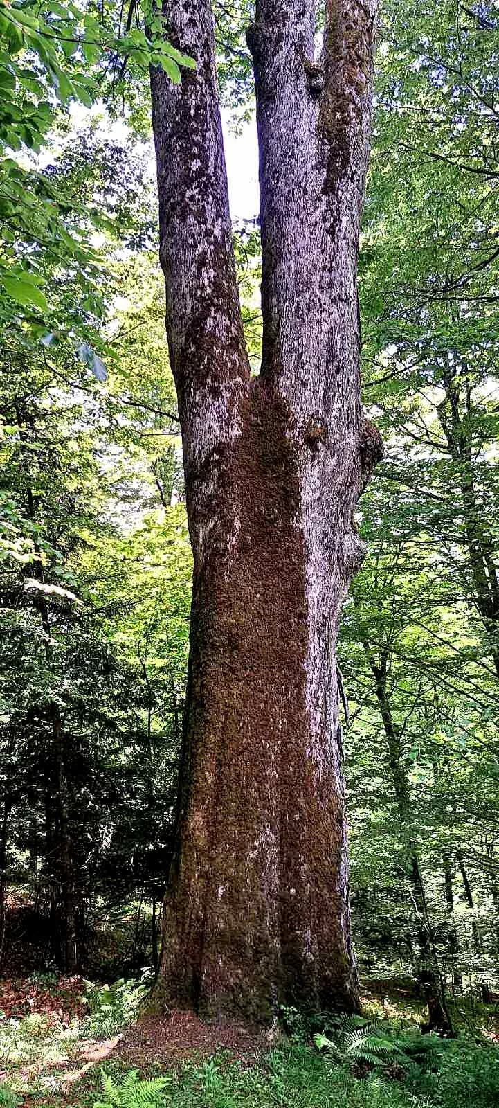 FOTO: Planinari HPD Gojzerice na izletu u arboretum Lisičine 