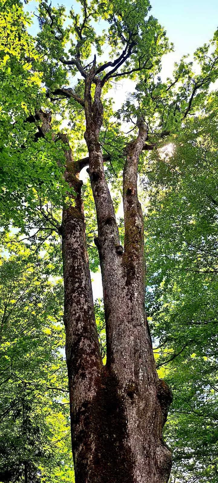 FOTO: Planinari HPD Gojzerice na izletu u arboretum Lisičine 