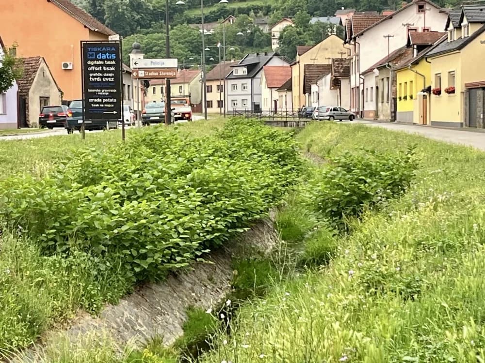Raste trava zelena: Gdje je nestao Vučjak i što rade nadležni?
