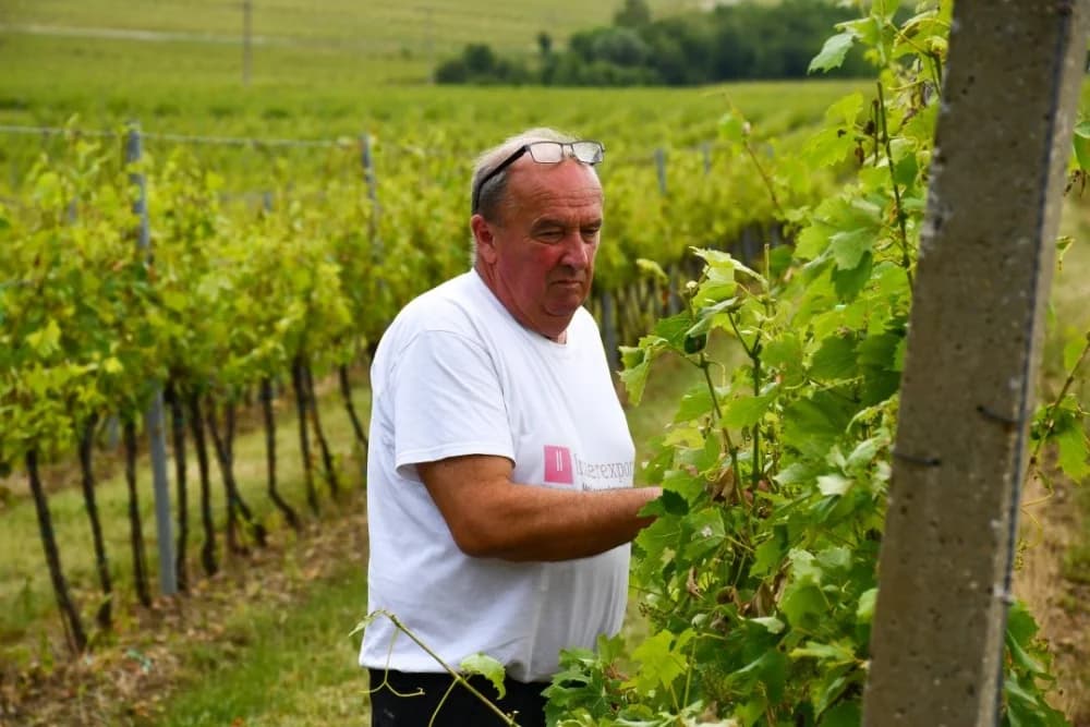 Šteta na vinogradu u Kutjevu