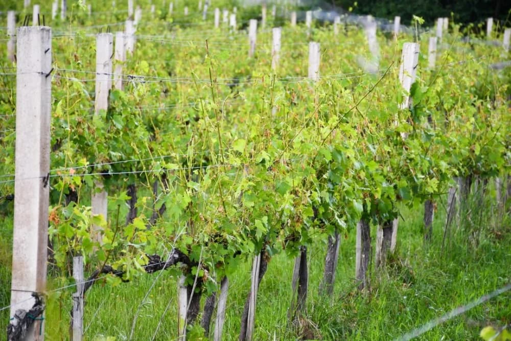 Nevrijeme na području Kutjeva uzrokovalo štete na oko 250 hektara vinograda