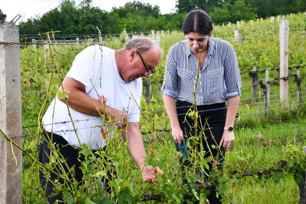 Nevrijeme na području Kutjeva uzrokovalo štete na oko 250 hektara vinograda