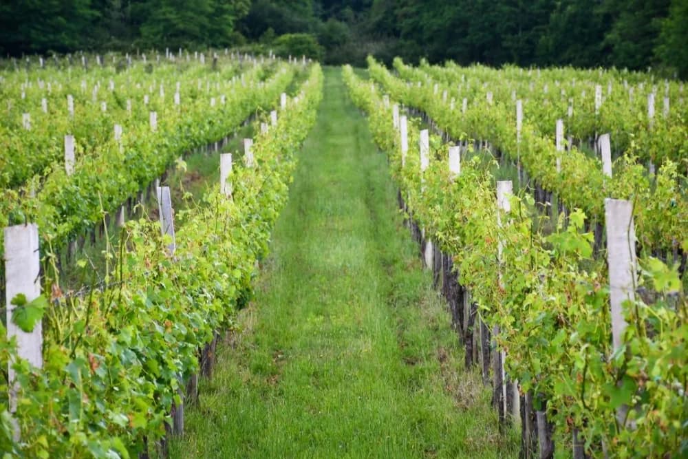 Nevrijeme na području Kutjeva uzrokovalo štete na oko 250 hektara vinograda