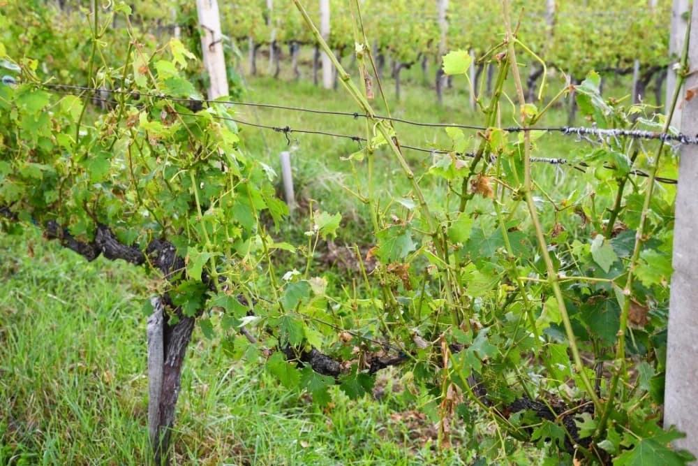 Nevrijeme na području Kutjeva uzrokovalo štete na oko 250 hektara vinograda