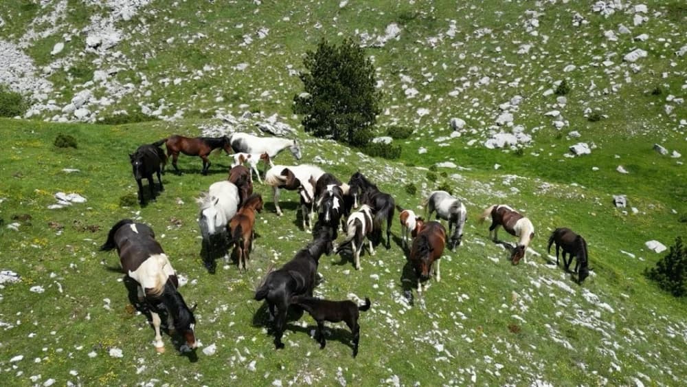HPD Gojzerica na izletu u Prenj- BiH pohodila vrhove  Zelena glava 2155 mnv i Otiš 2097 mnv
