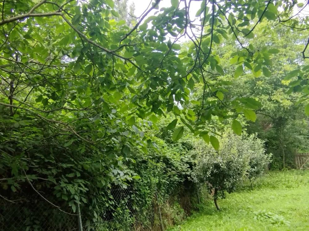 Grad Požega vlasnik je ove šikare u Mihaljevcima koju godinama zanemaruje i ne održava