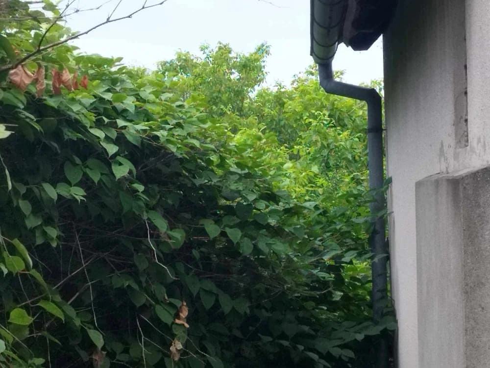 Grad Požega vlasnik je ove šikare u Mihaljevcima koju godinama zanemaruje i ne održava