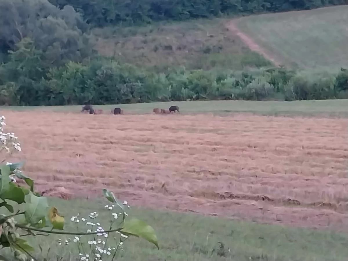 Poljoprivrednici Laza Ćosinih i Komušine očajni zbog štete koju im na usjevima radi divljač