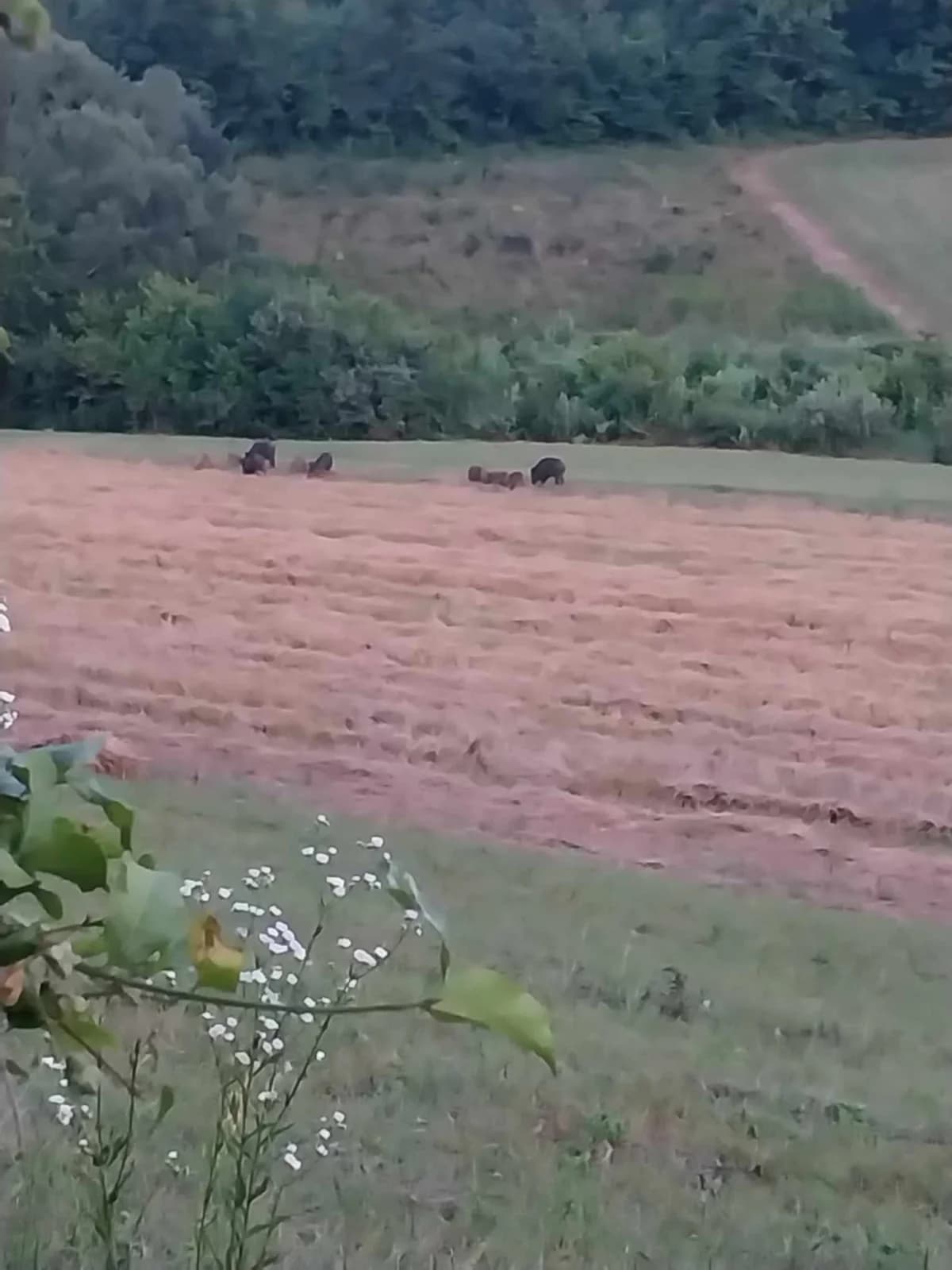 Poljoprivrednici Laza Ćosinih i Komušine očajni zbog štete koju im na usjevima radi divljač